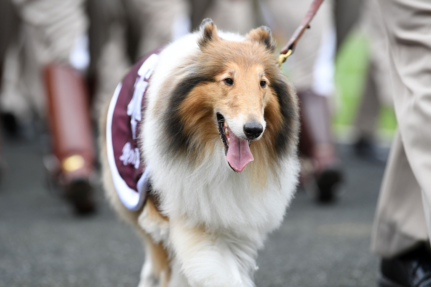 Texas A&M vs Louisiana - Lafayette